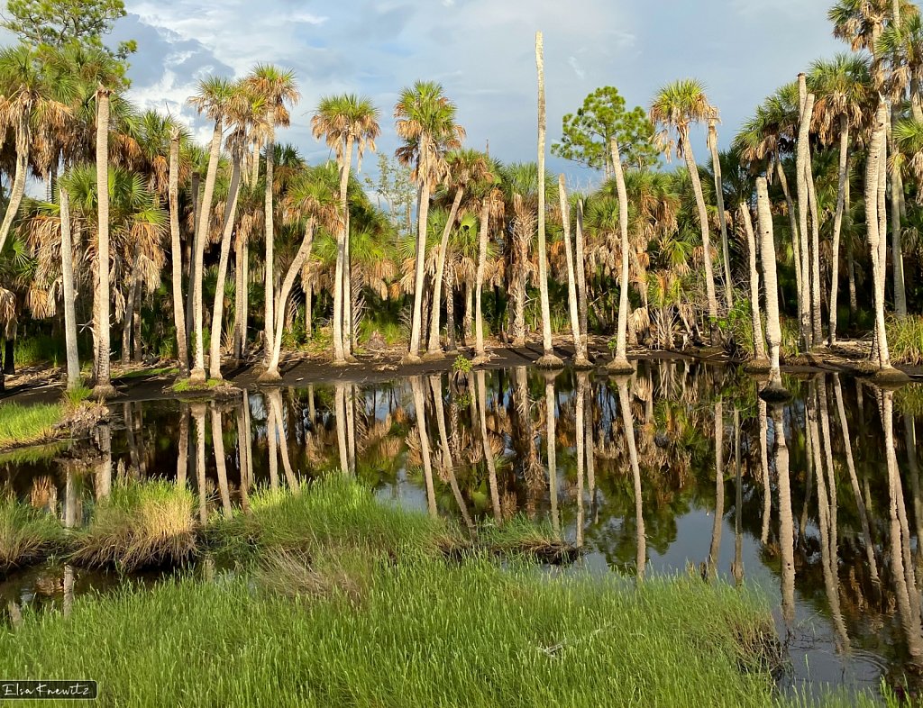 Palm Trees in Water