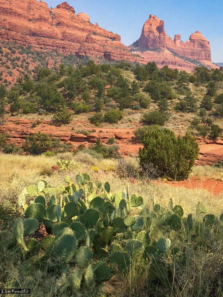 Sedona Vegetation